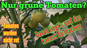 Wie werden die Tomaten rot?