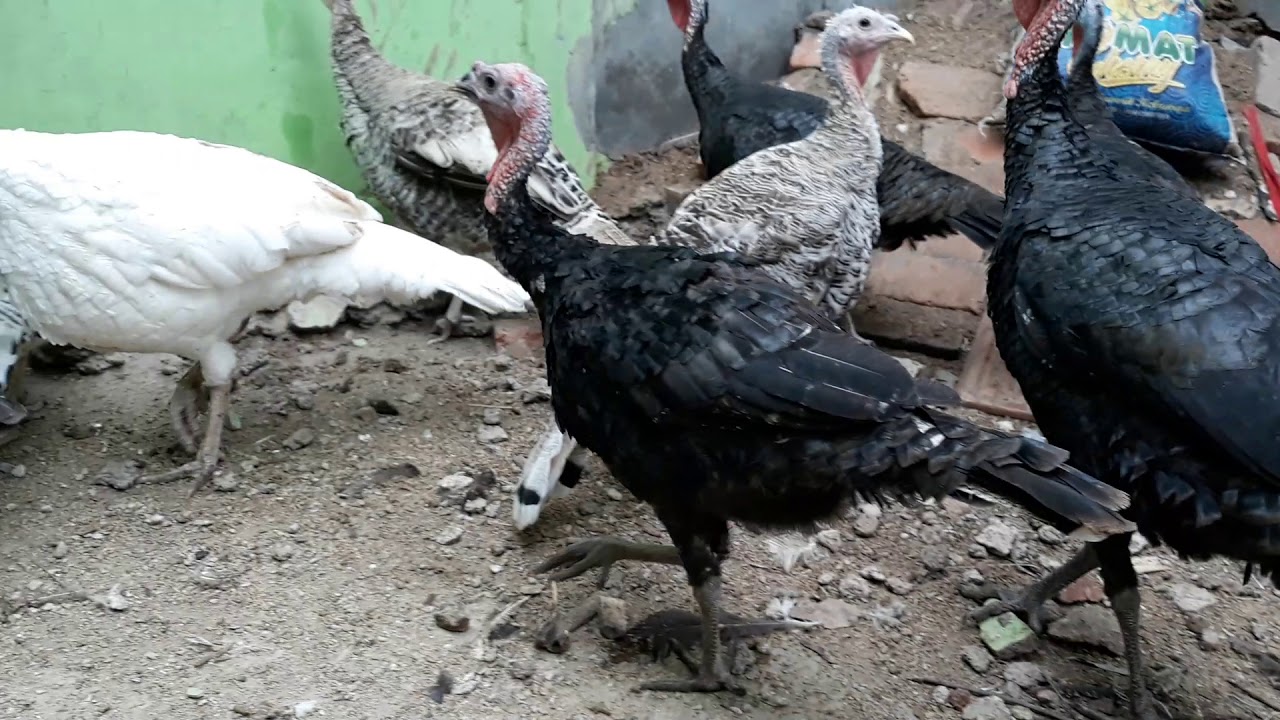 Jual Ayam kalkun Bandung Timur 