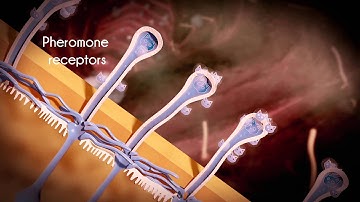 How FELIWAY is Detected by Cats and their benefits