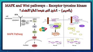 MAPK and Wnt pathways - Receptor tyrosine kinase (بالعربى) - الطرق التى تتبعها الخلايا للانقسام ؟