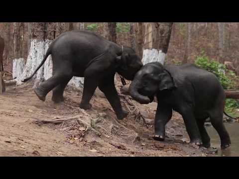 Video: Kymmenet Elefantit Tappoivat Heidän Houkutuksensa Vuoksi Massiivisessa Salametsästystapahtumassa Botswanassa