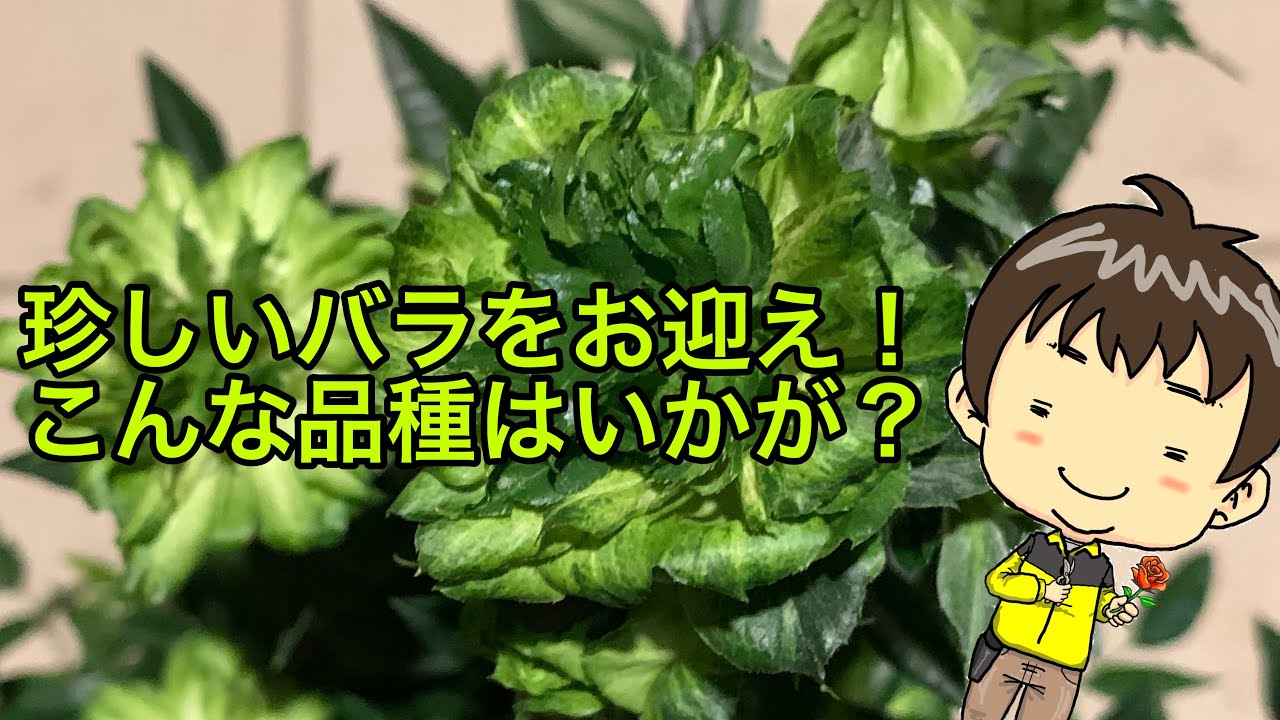 Looking for a rare rose? How about this variety? - YouTube