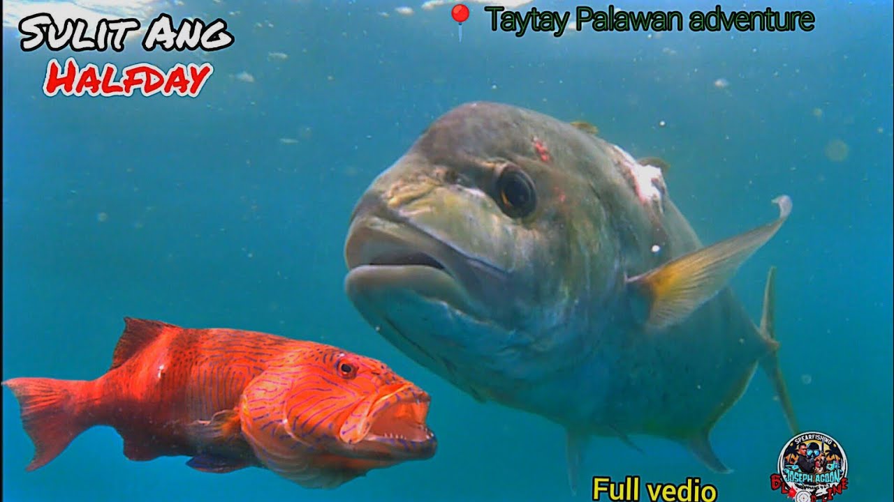 Spearfishing | sulit Ang half day.