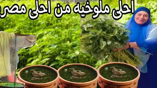 طريقة تخزين الملوخية الخضراء وسر لونها الاخضر | اكلات مصرية