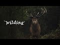 Wilding  official trailer