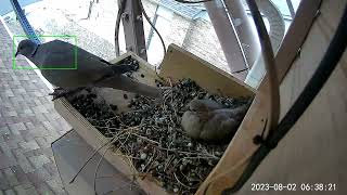 Conclusion of Unusual Collared Dove Nesting Cycle   August 2023 by Ronald Hunt 1,600 views 9 months ago 14 minutes, 12 seconds