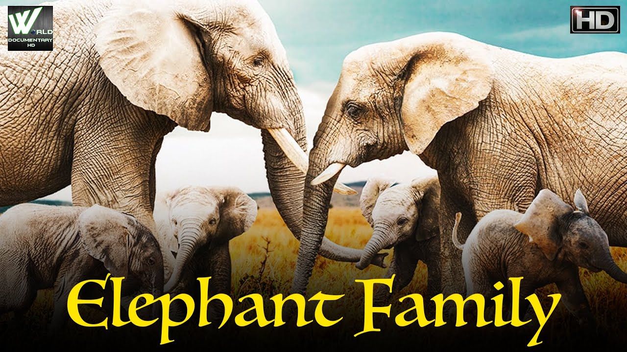 हाथीयोका परिवार Elephant Family Life of Elephants World Documentary HD YouTube