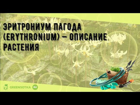Эритрониум пагода (Erythronium) — описание растения