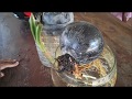 coconut growing on water ( bonsai)