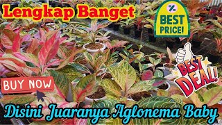 Lengkap Banget…. Di sini Banyak Banget Baby-Baby Aglaonema Harga Super Terjangkau. Eps 969