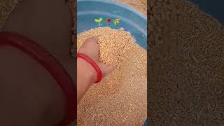 koi to vafs kre♥️🌾🥀🌱