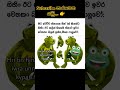 අහ්හ්... 🐸🐸🐸 #shrots #videovlog #youtube