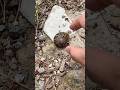 ツムツムカタツムリ