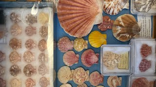 My seashell collection museum Video 24: Pectinidae