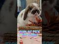 Help name our new Holland Lop Boy! 🐇 🥕#hollandlopbunny #helpnameme