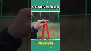 专家防止火鸡打架的方法很绝，而且一分钱都不用花！| 三农小课堂