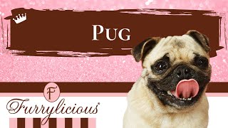 Pug Breed Facts