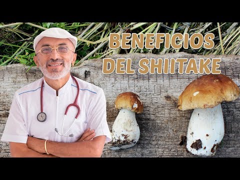 Vídeo: 12 Increíbles Beneficios De Los Hongos Shiitake Para La Piel Y La Salud