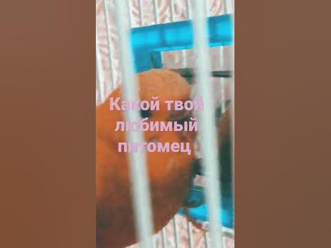 Моя Говорящая Анджела 2 vs Говорящий Малыш Панда.Какой Питомец Лучше и