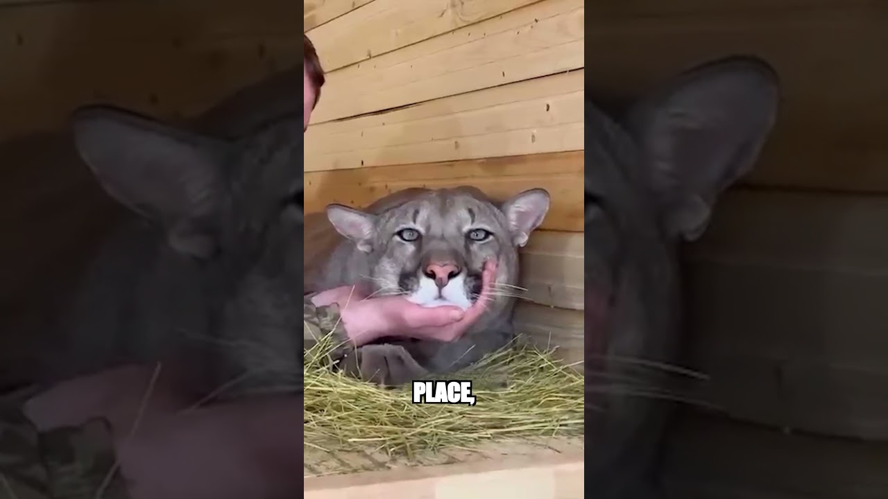 Quand Un Puma “Apprivoisé” Se Comporte Comme Un Vrai Chat Géant !🤯🐱