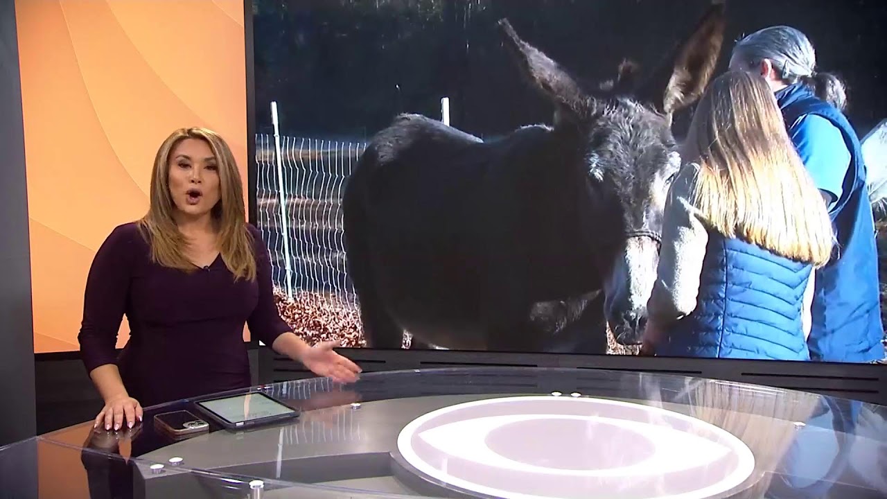 IN DEPTH: Mayor commends woman who reported Highland Library fire on New Year's Day