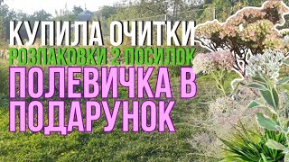 видео: Топ рослини для мого саду😍 ❇️Квітне-зеленіє - розпаковка🌿 Очитки та злаки, хочу ще 🤩☘️ що ще купила😋 картинка: Топ рослини для мого саду😍 ❇️Квітне-зеленіє - розпаковка🌿 Очитки та злаки, хочу ще 🤩☘️ що ще купила😋