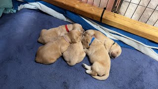 Golden Retriever Puppies and Riley Update