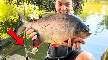 Cần Câu Bút mini Chiến Được Rất Nhiều Cá Khủng Thật KHÔNG Thể Ngờ Được MỒI Này Hút Cá Vậy #caucaedu