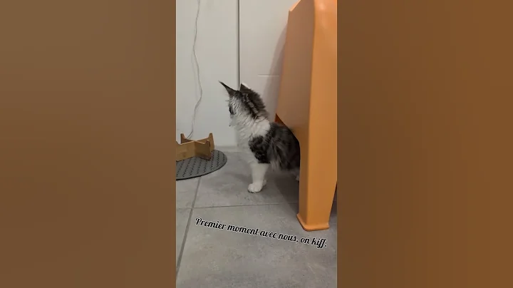 Watch the video about Chat Maine Coon, premier moment avec nous. #cat #chat #chaton #kitten @histoiredeschats