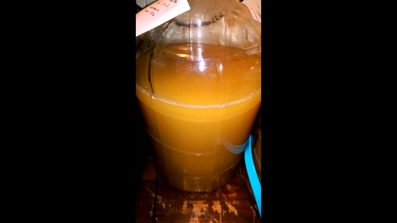 Lactobacillus Fermentation YouTube
