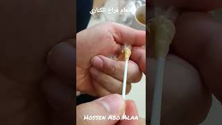 طريقة اطعام فراخ الكناري