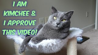 Talking Russian blue cat! A day in  Kimchee the Cat's life !!😻Funny Kitty by Aishwarya Overby 2,259 views 3 years ago 10 minutes, 51 seconds