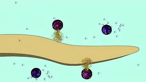 BASOPHILS & MAST CELLS