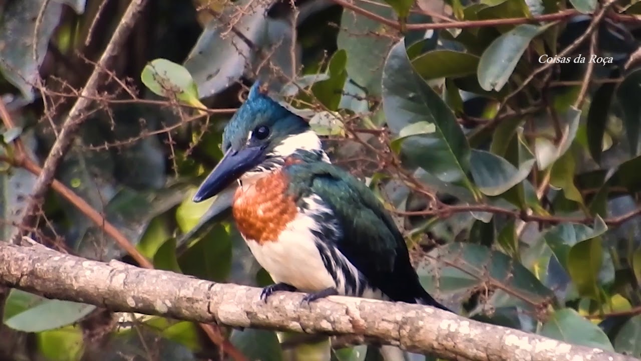 Martim-pescador-verde macho, Chloroceryle amazona, Amazon Kingfisher