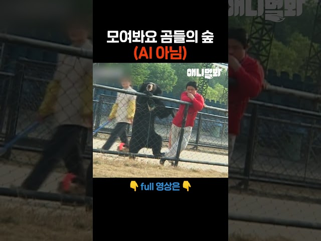 벽이 느껴지는 곰들의 재주 #애니멀봐 #shorts