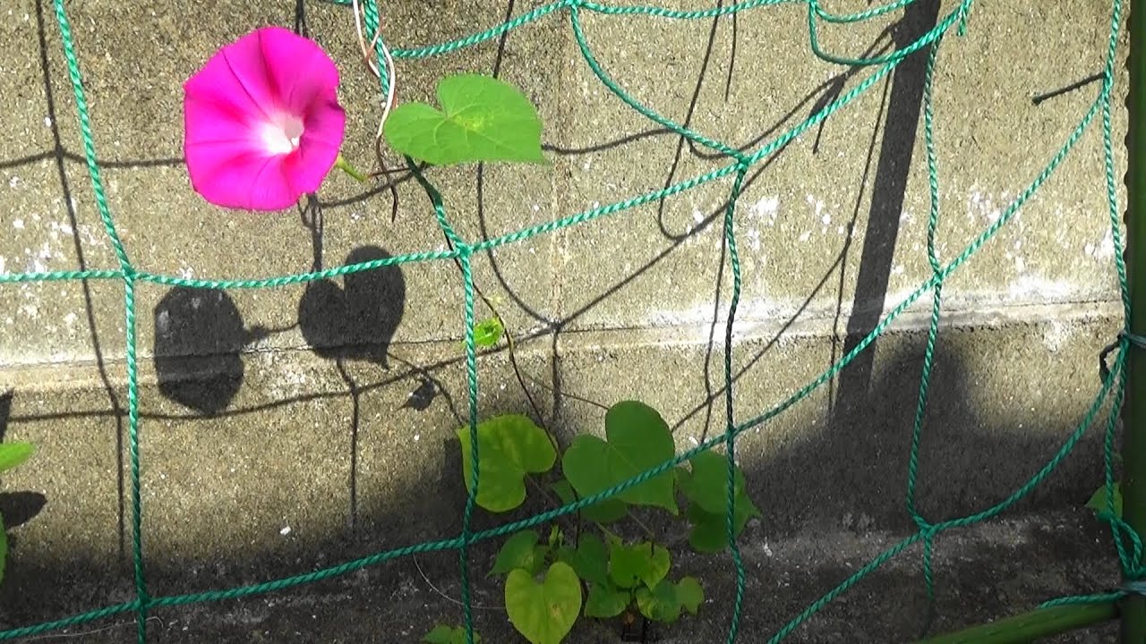 朝顔 コンクリートの朝顔 朝顔と ハートハートハートで癒されるconcrete Morning Glory Morning Glory And Heart Heart Heart Healed Youtube