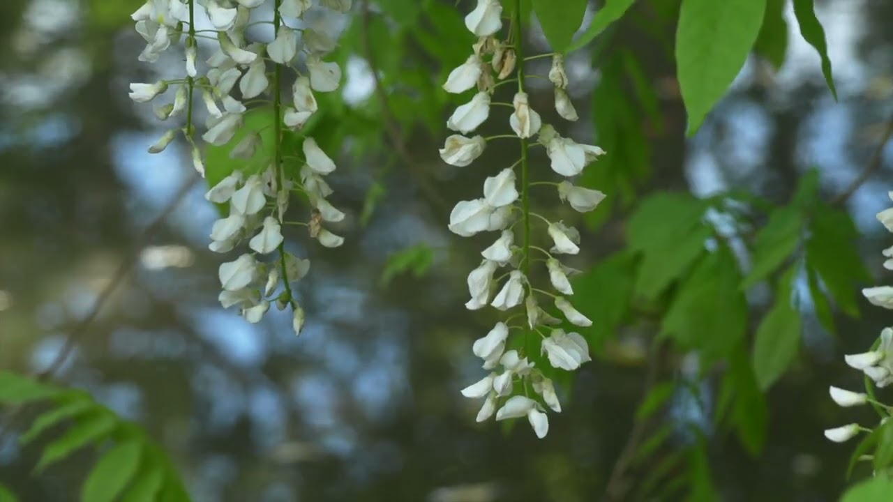 春日大社にて（萬葉植物園）
