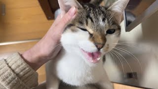 オレの彼女(猫)は甘えん坊。/My girlfriend. It's a cat, though.