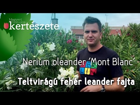 Videó: Finom Oleander: Megfelelő Gondozás