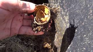Eggshell compost experiment update- 10-21-18