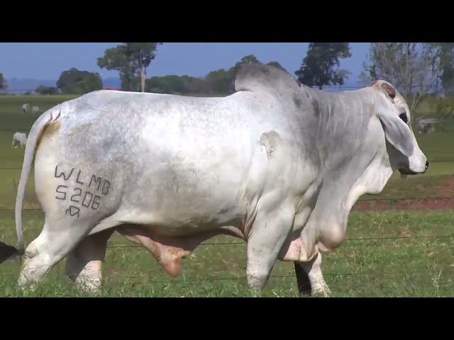 LOTE 23   5206 mp4