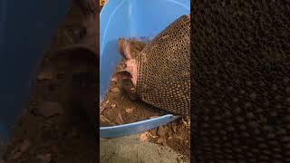 Daisy the armadillo digs up a treat! #armadillo #wildliferehab #insectivore