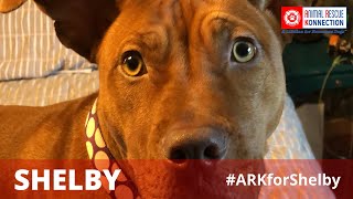 Adopt Shelby American Staffordshire Terrier ▪ Norton, MA