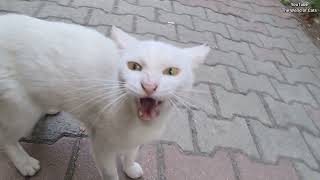 If you want to touch this Angry White Cat, you have to risk injury.