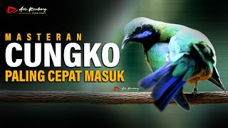 MASTERAN CUCAK CUNGKO PALING GAMPANG MASUK KE BURUNG KICAU