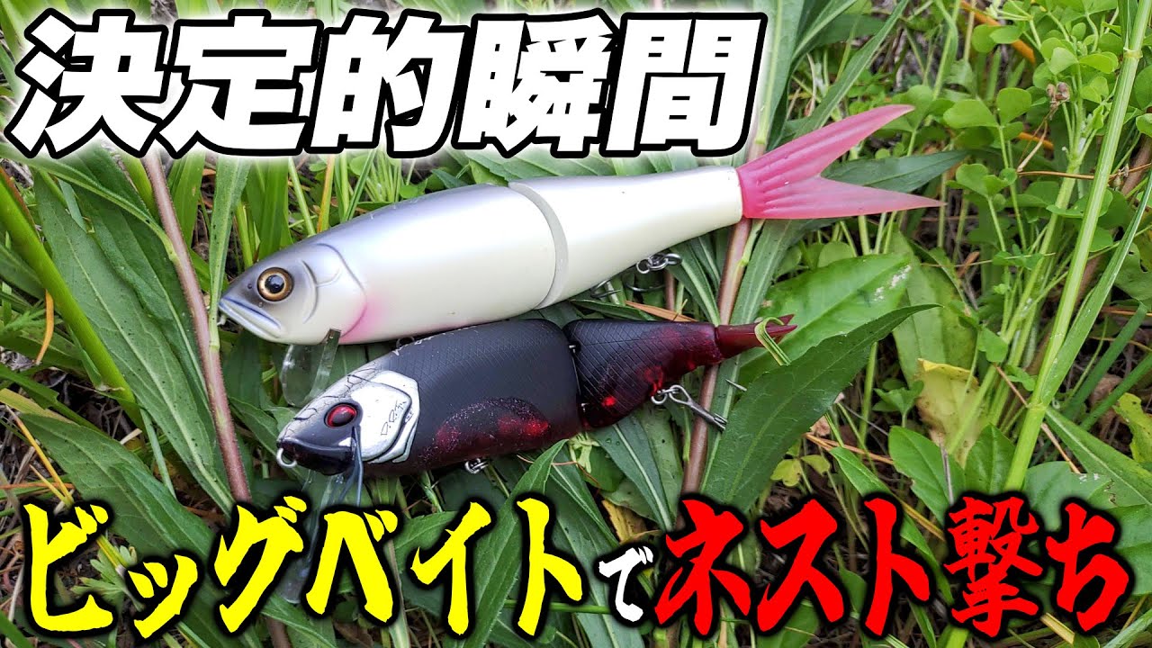 Why it's okay to use big baits to shoot nests [Tiny Crush/Spring