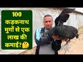 कड़कनाथ मुर्गी पालन की पूरी जानकारी|Kadaknath Poultry Farming in india|9896071871