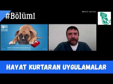 Video: Köpeklerde Sinirli Mide için Veteriner Onaylı Ev Çözümleri