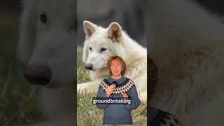 Did scientists genetically engineer the extinct dire wolf or give gray wolf offspring its features? Wealth