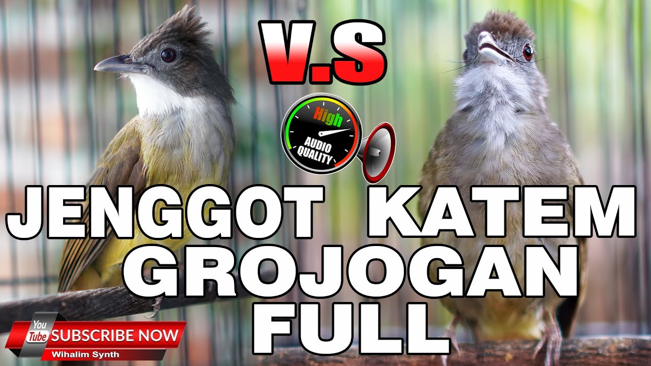 KAPAS TEMBAK GACOR VS CUCAK JENGGOT GACOR FULL BESET KASAR NRINTING COCOK UNTUK MASTERAN MURAI BATU